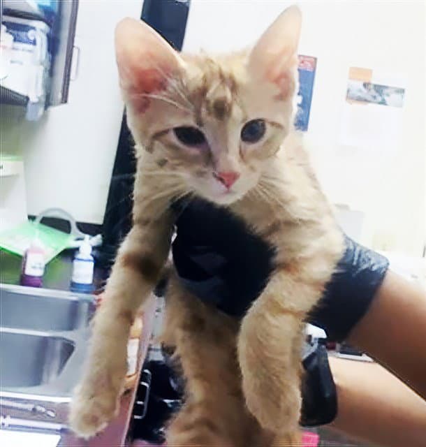 Twiggy - Domestic Short Hair