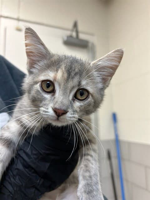 Pixel - Domestic Short Hair