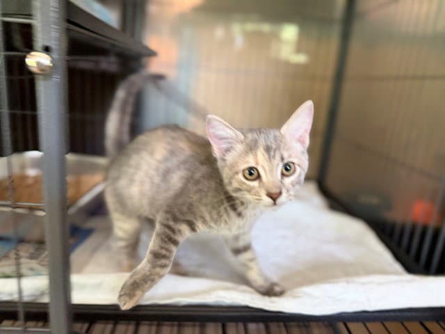 Pixel - Domestic Short Hair