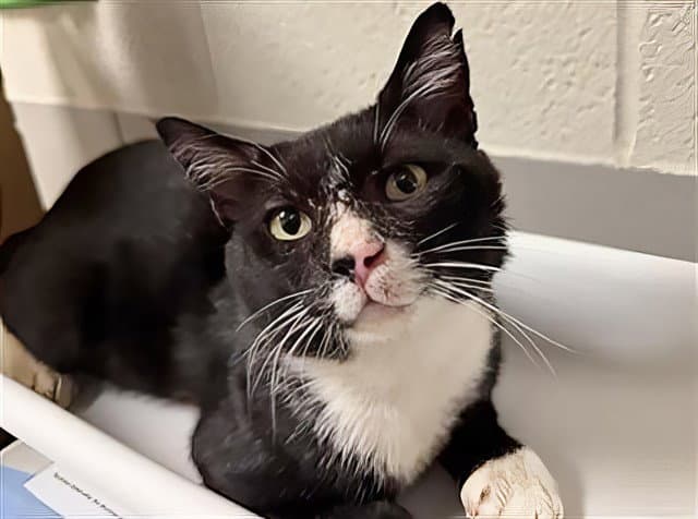 Franklin - Domestic Short Hair