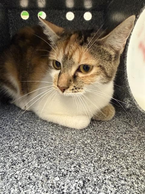 Unknown - Domestic Short Hair