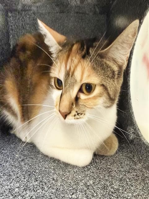 Unknown - Domestic Short Hair