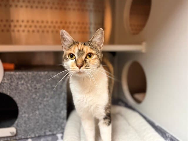 Unknown - Domestic Short Hair