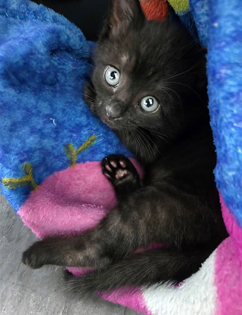 Bo - Domestic Short Hair