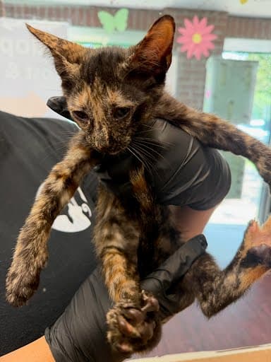Unknown - Domestic Short Hair