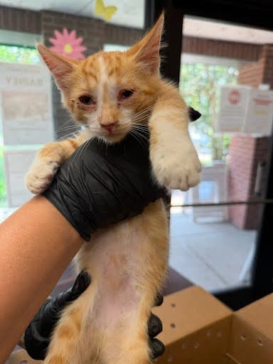 Unknown - Domestic Short Hair