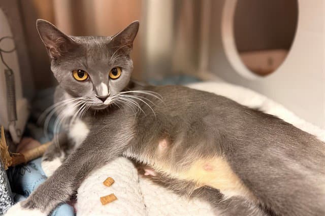 Indigo - Domestic Short Hair