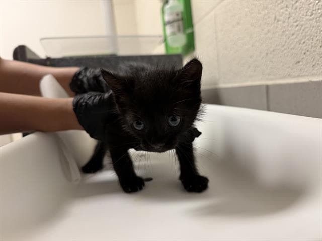 Sweet Baby Ray - Domestic Short Hair