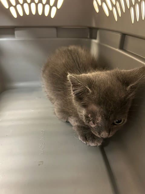 Grey Boy - Domestic Short Hair