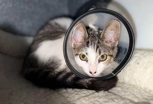 Cortex - Domestic Short Hair