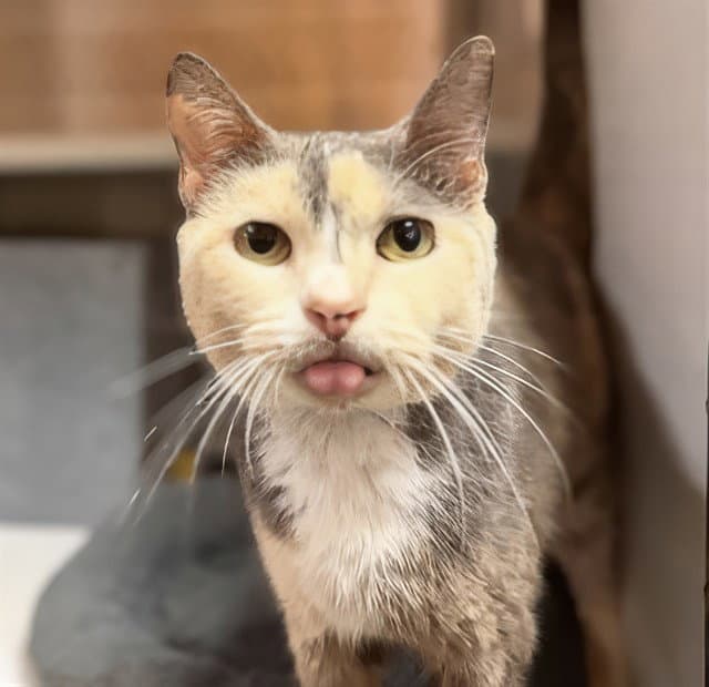 Auntie Teefs - Domestic Short Hair