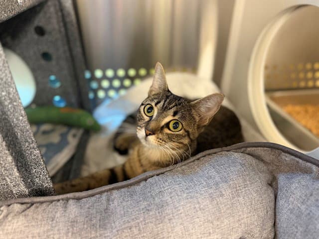 Miss Pickles - Domestic Short Hair