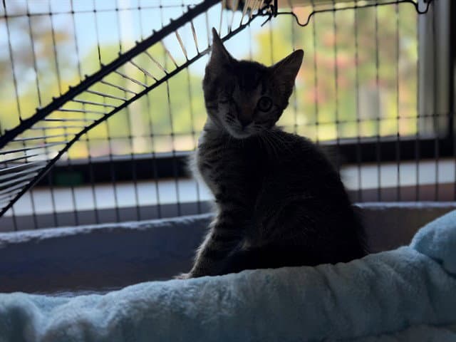 Tm Tim Without The Eye - Domestic Short Hair