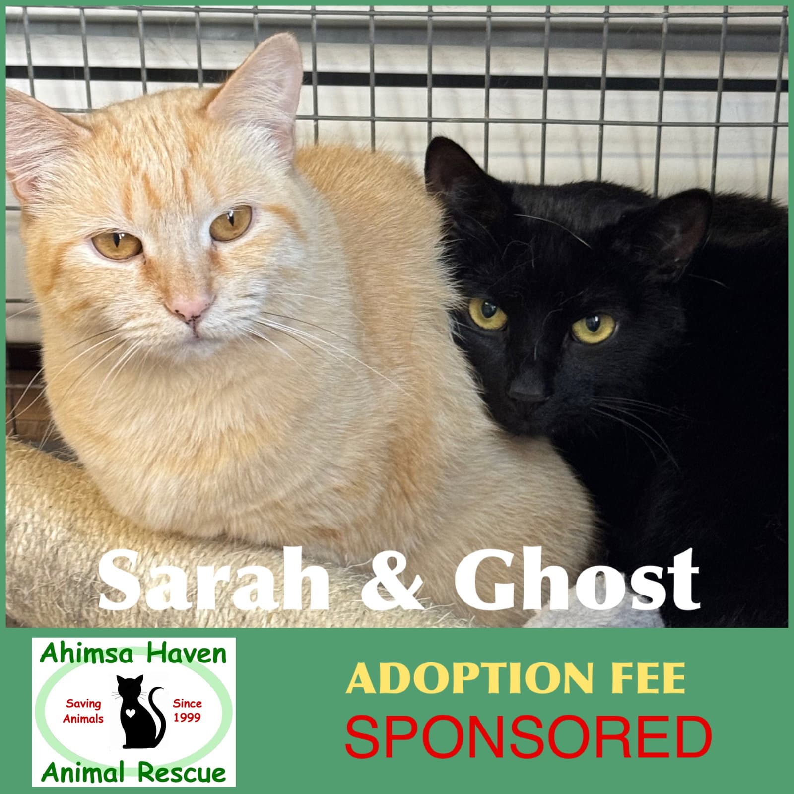 Ghost  Sarah - Domestic Short Hair
