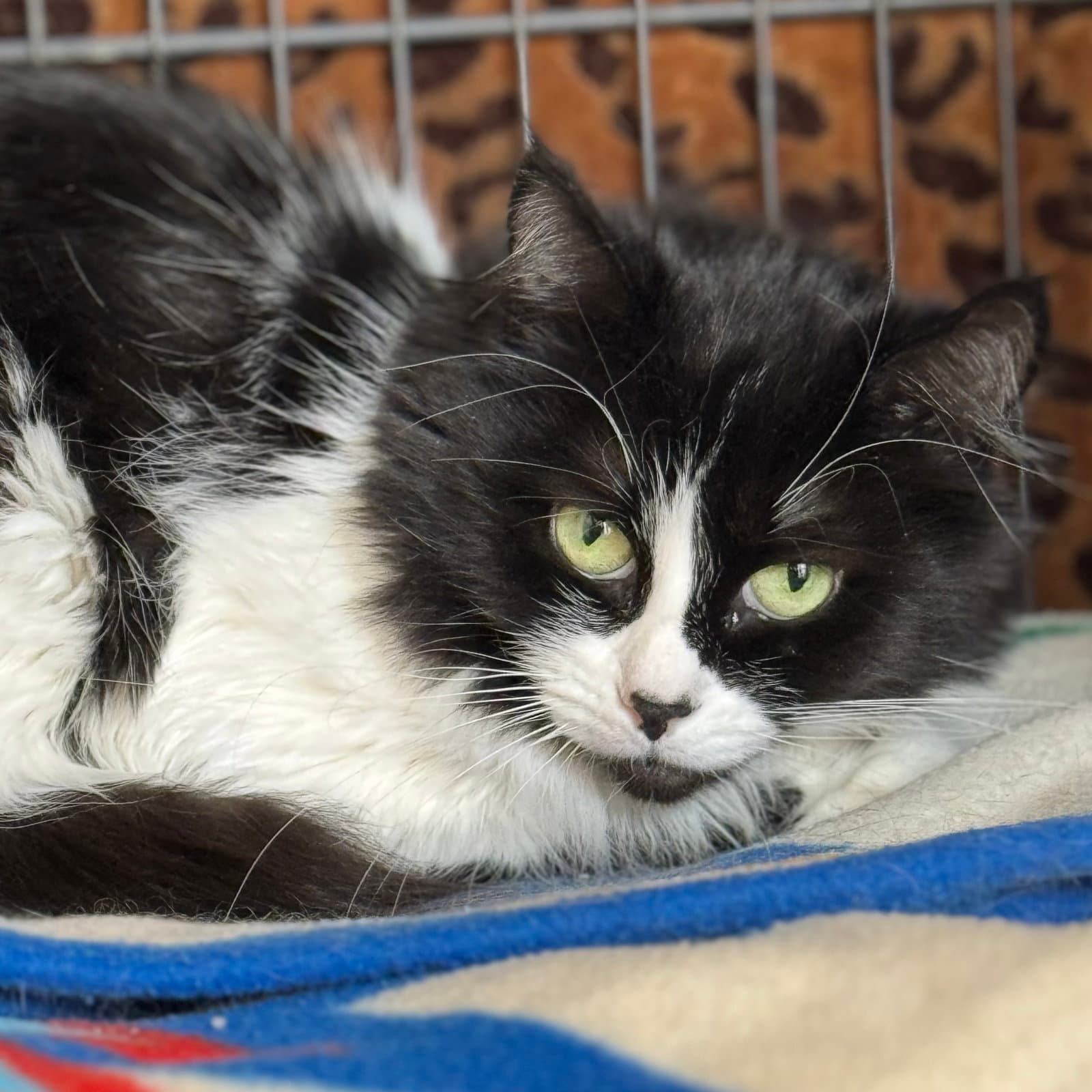 Cookie - Domestic Medium Hair