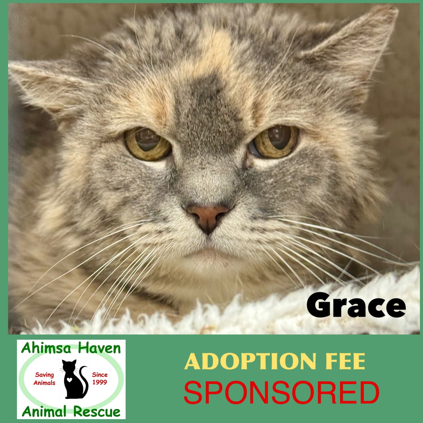 Grace - Domestic Long Hair