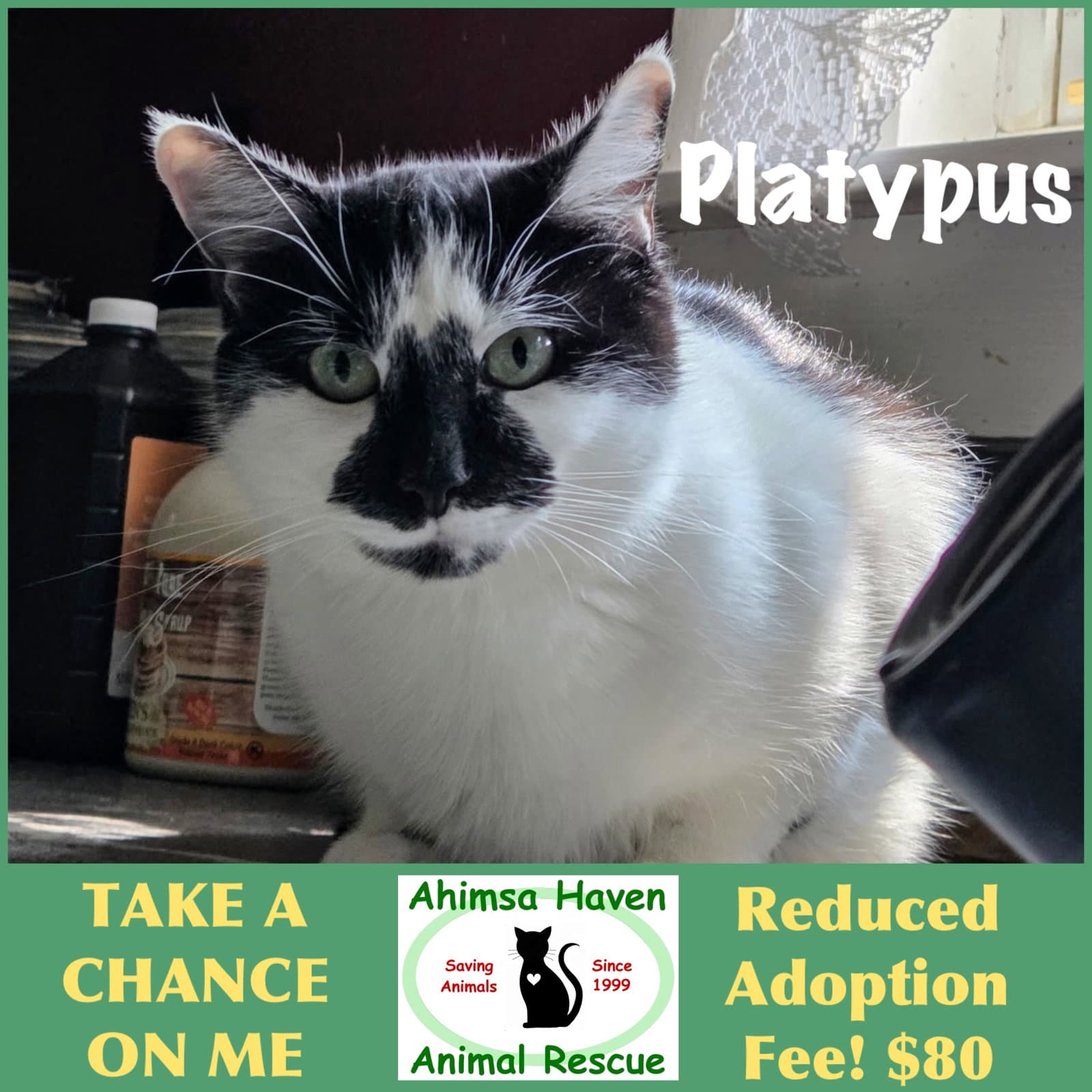 Platypus - Domestic Short Hair