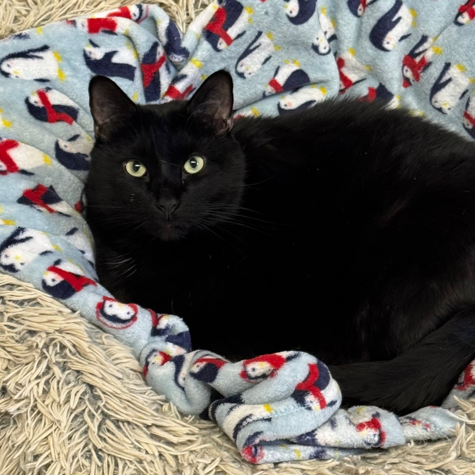 Biggie - Domestic Short Hair