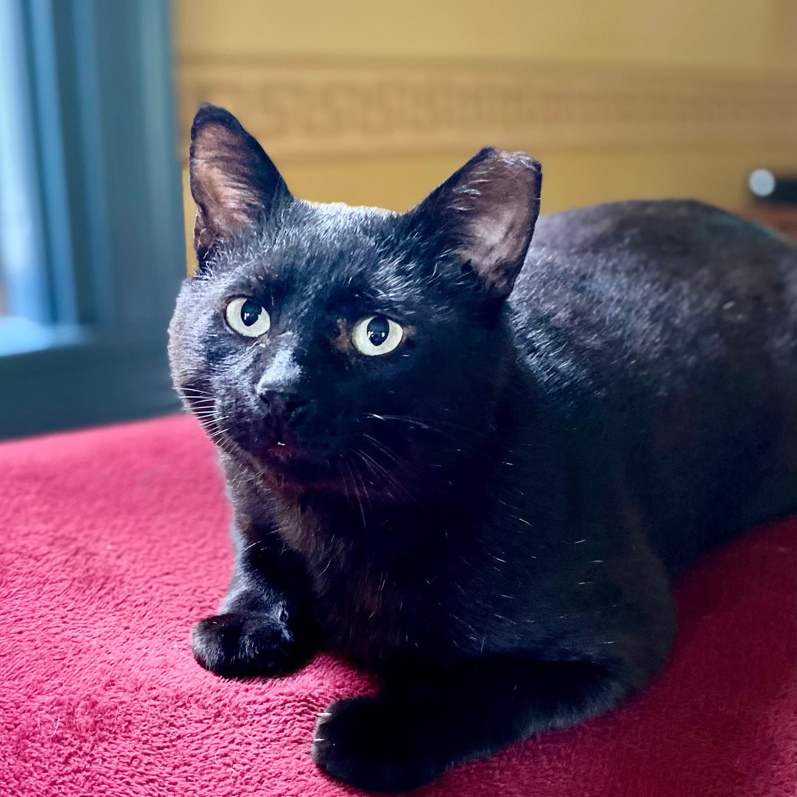 Bill - Domestic Short Hair