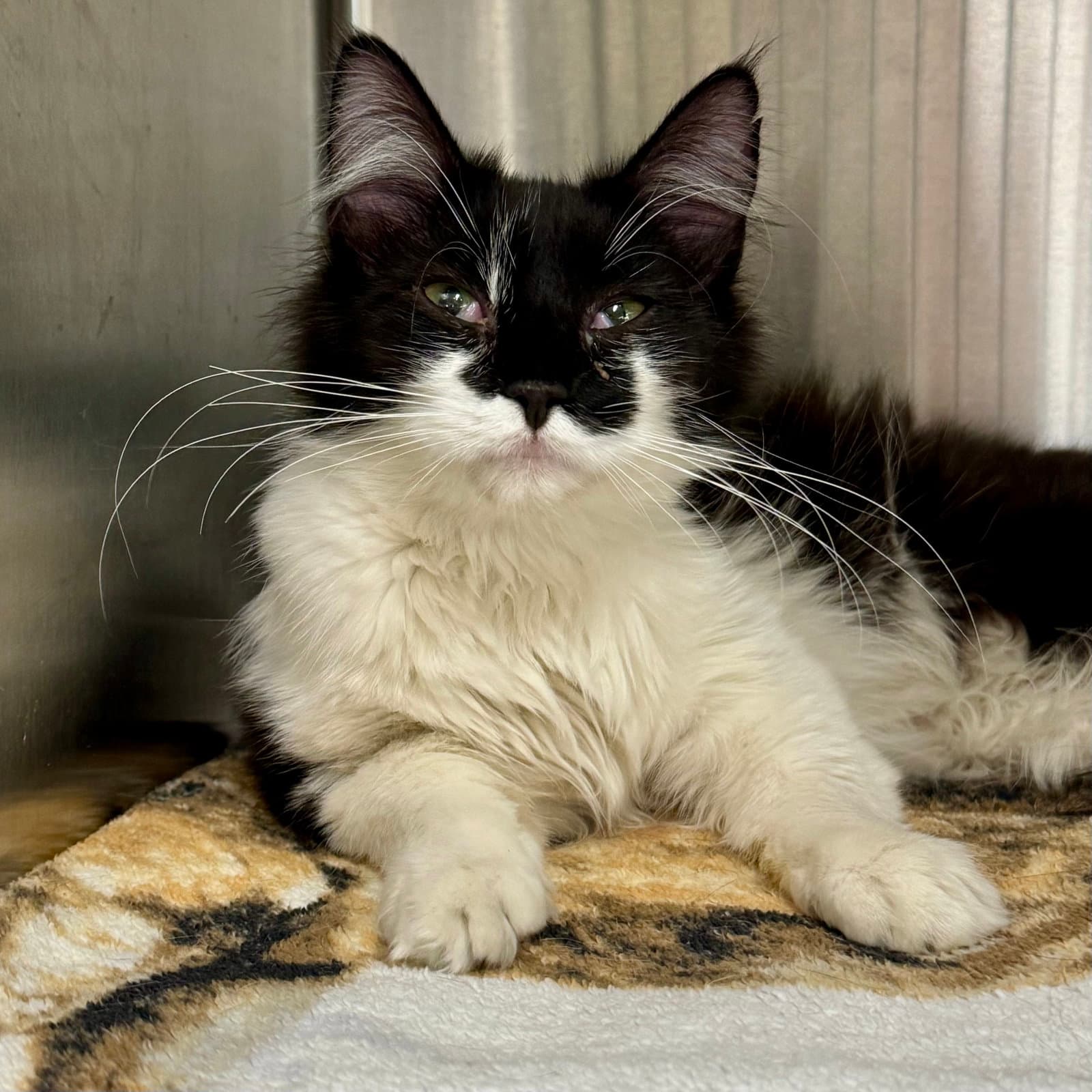 Smudge - Domestic Medium Hair