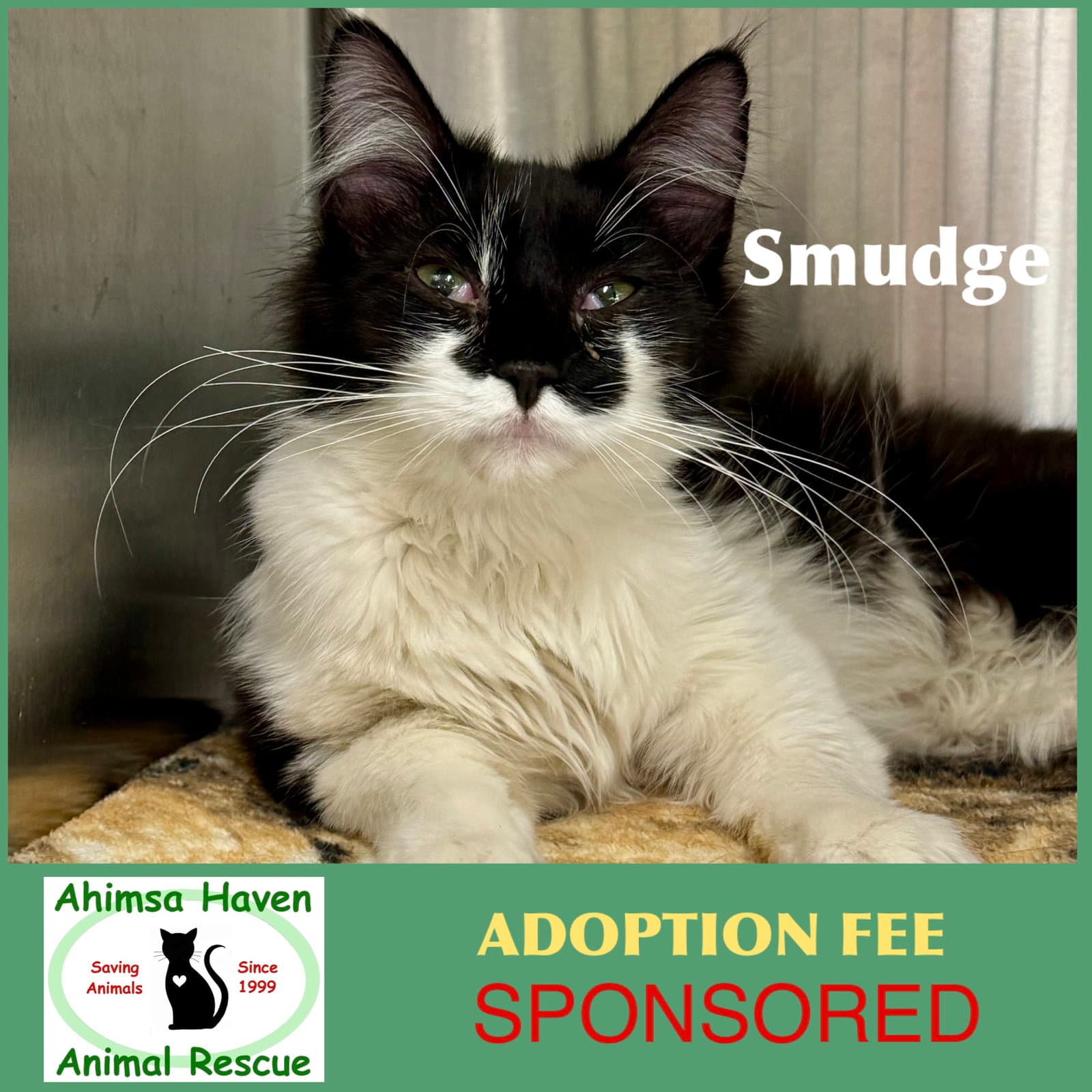Smudge - Domestic Medium Hair