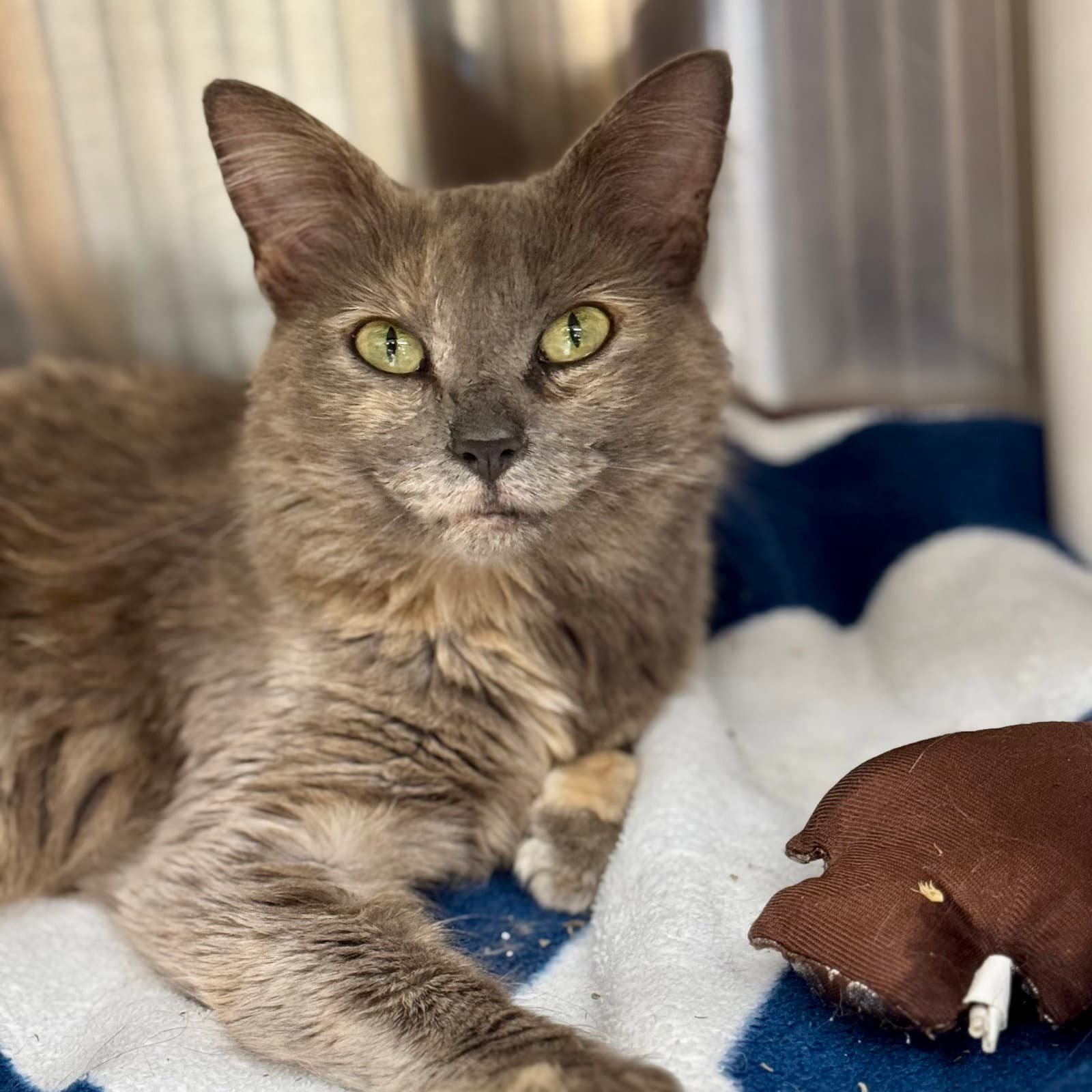 Daisy - Domestic Short Hair