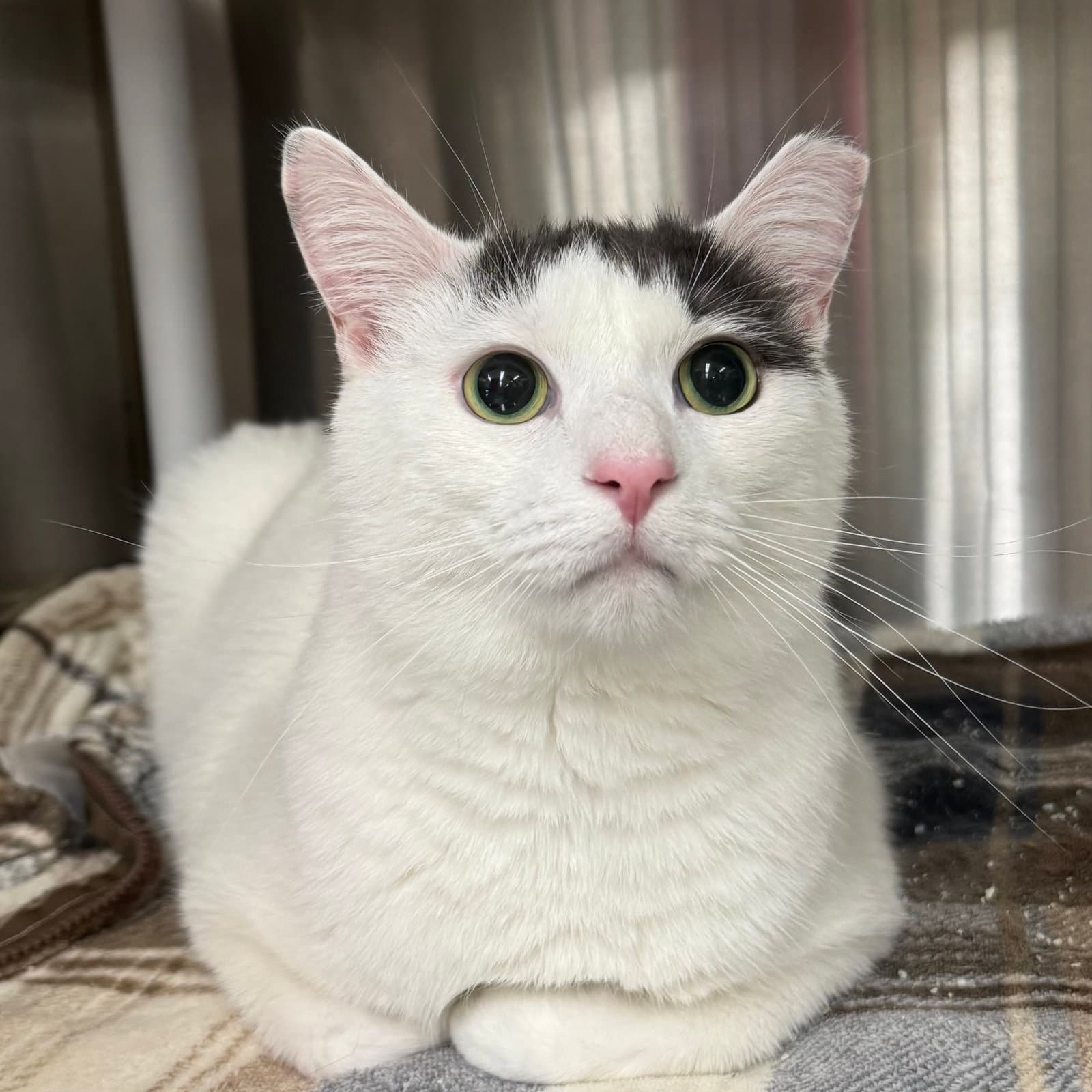 Prince - Domestic Short Hair