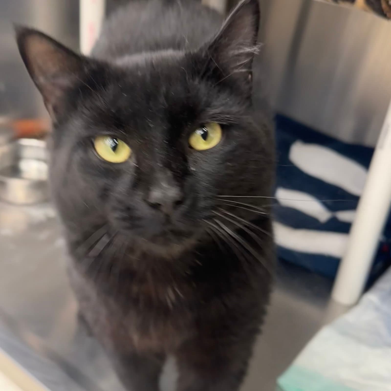 Blanco - Domestic Short Hair