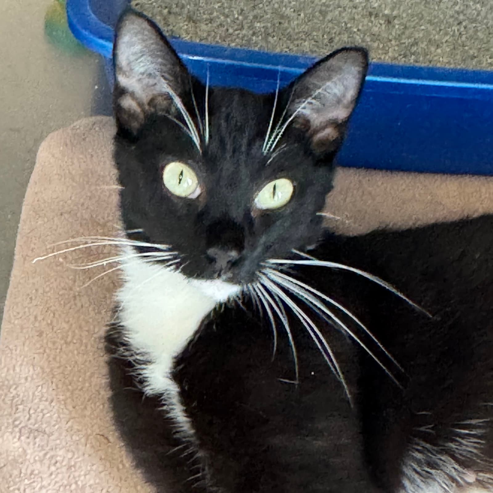 Leilani - Domestic Short Hair