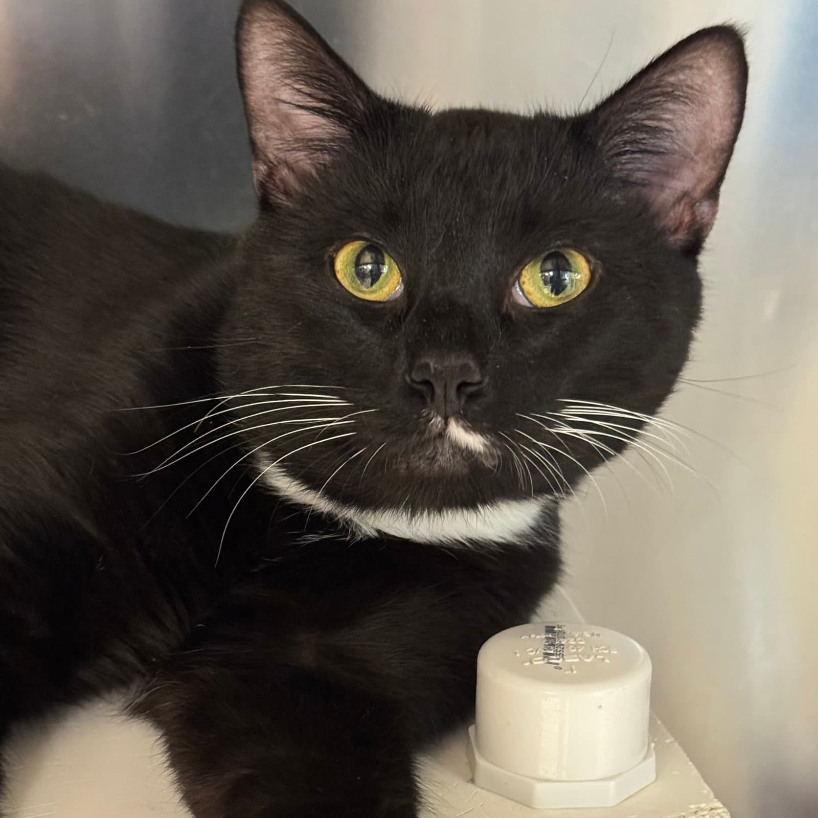 Cupcake - Domestic Short Hair