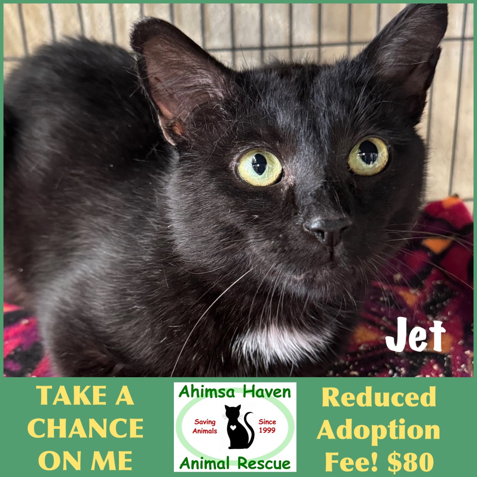 Jet - Domestic Short Hair