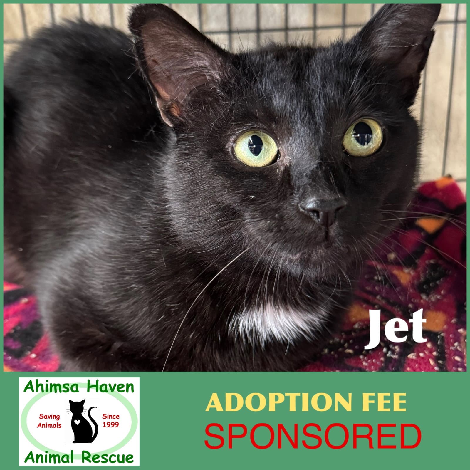 Jet - Domestic Short Hair