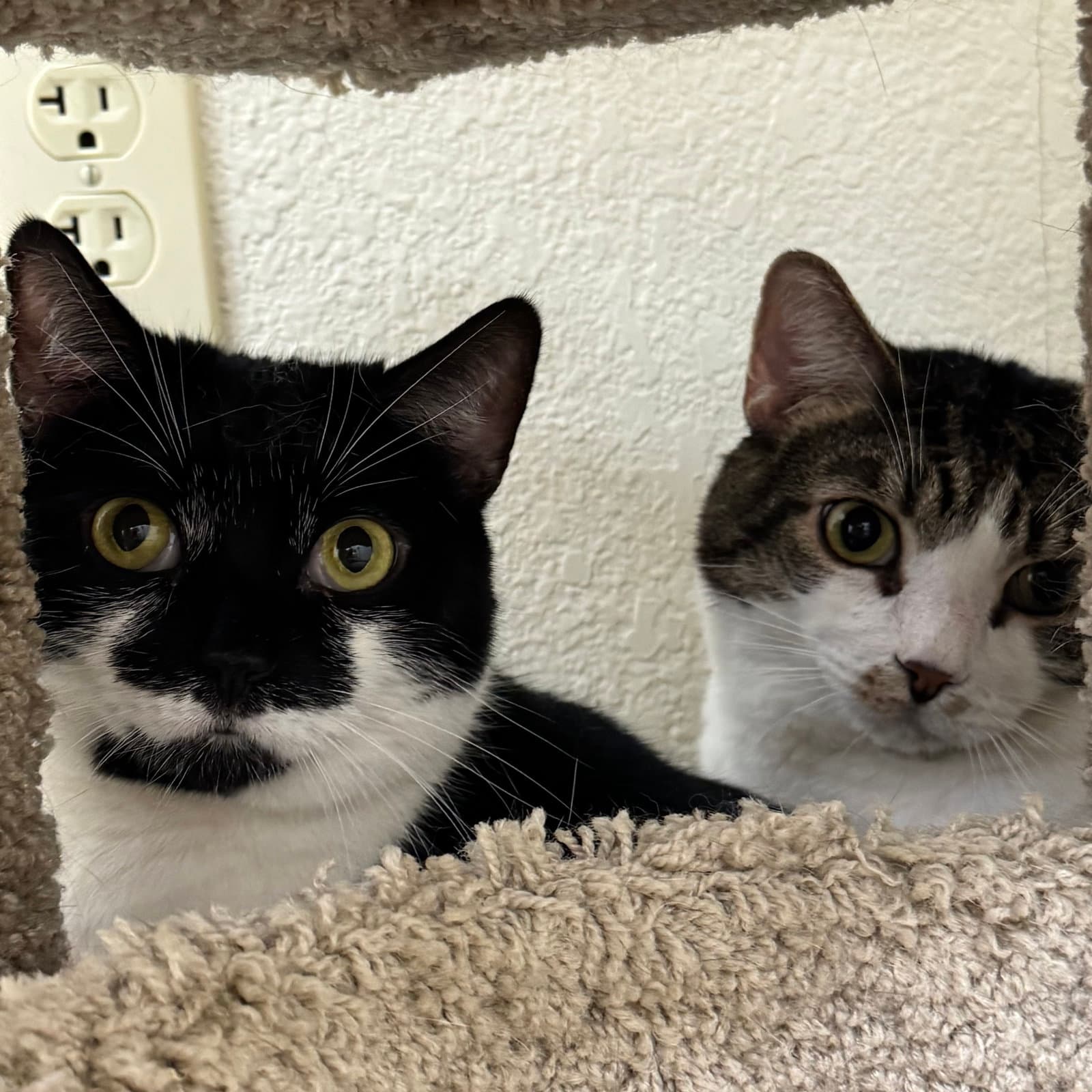 Sauerkraut  Mewthree - Domestic Short Hair