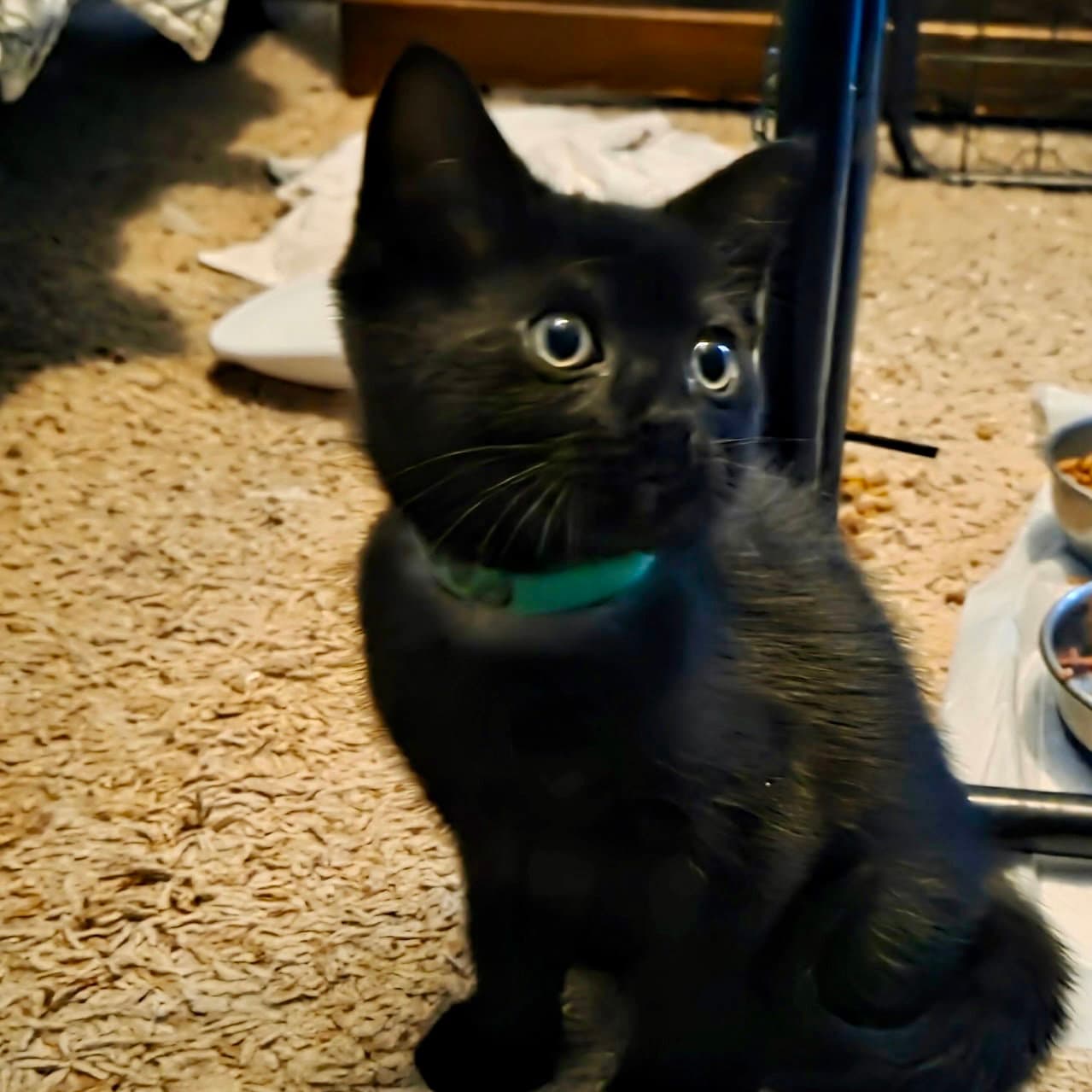 Licorice - Domestic Short Hair