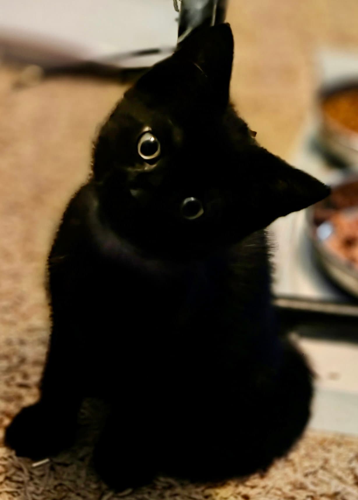 Poe - Domestic Short Hair