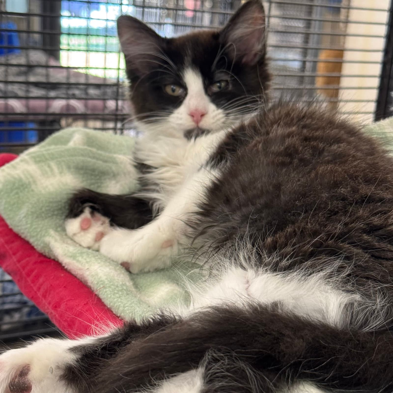 Aloha - Domestic Long Hair
