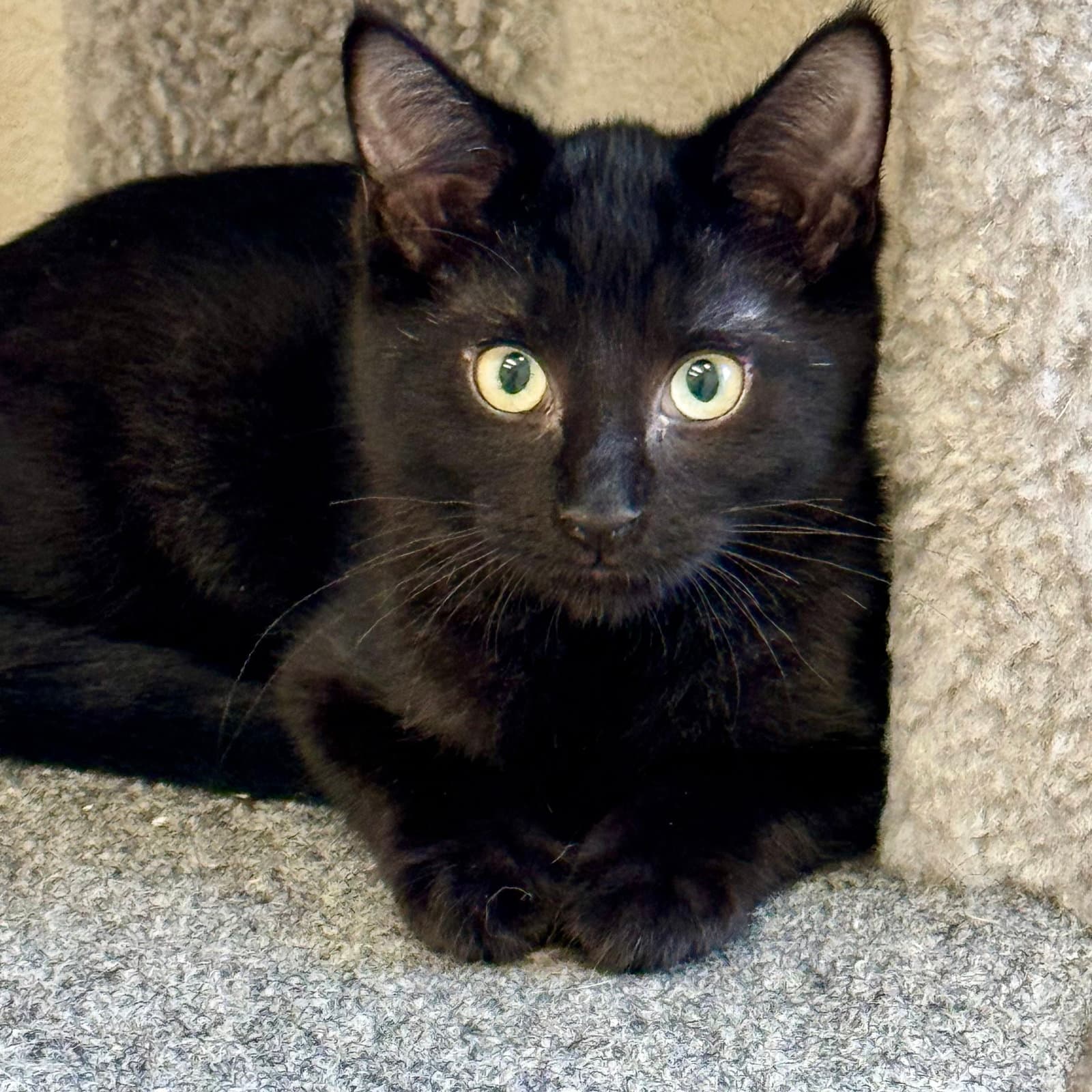 Kai - Domestic Short Hair