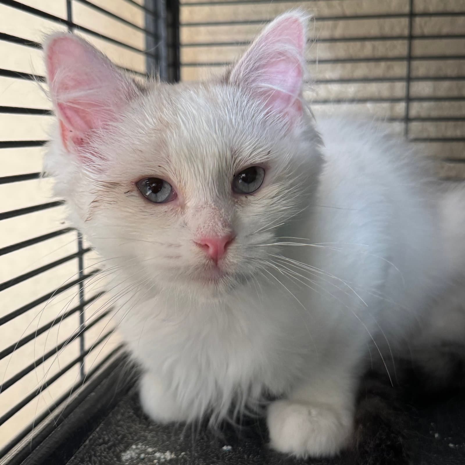 Coconut - Domestic Medium Hair