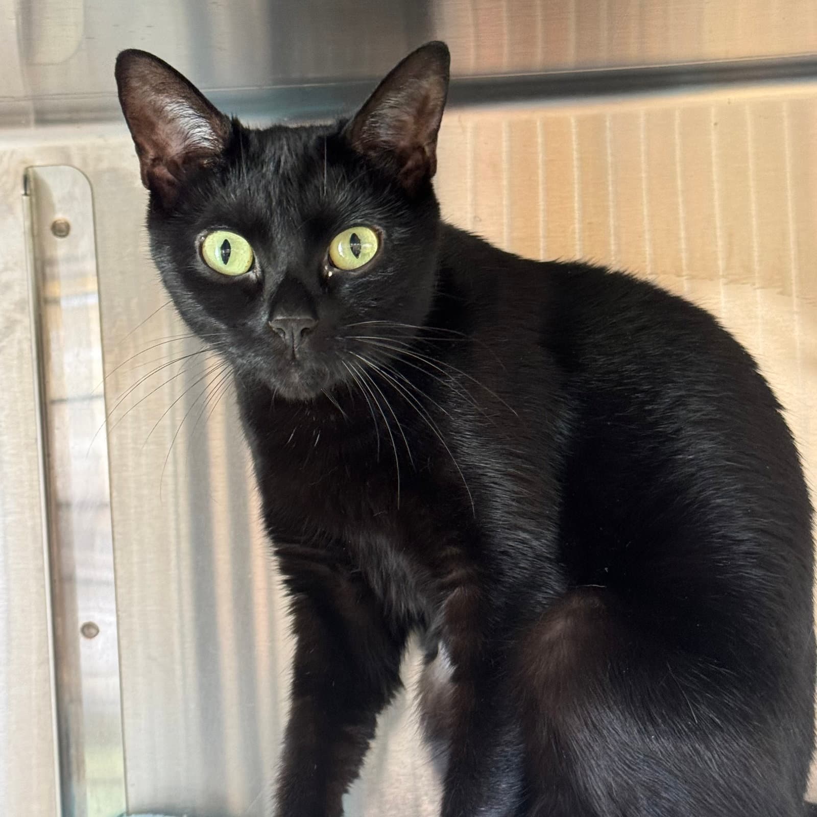 Akira - Domestic Short Hair