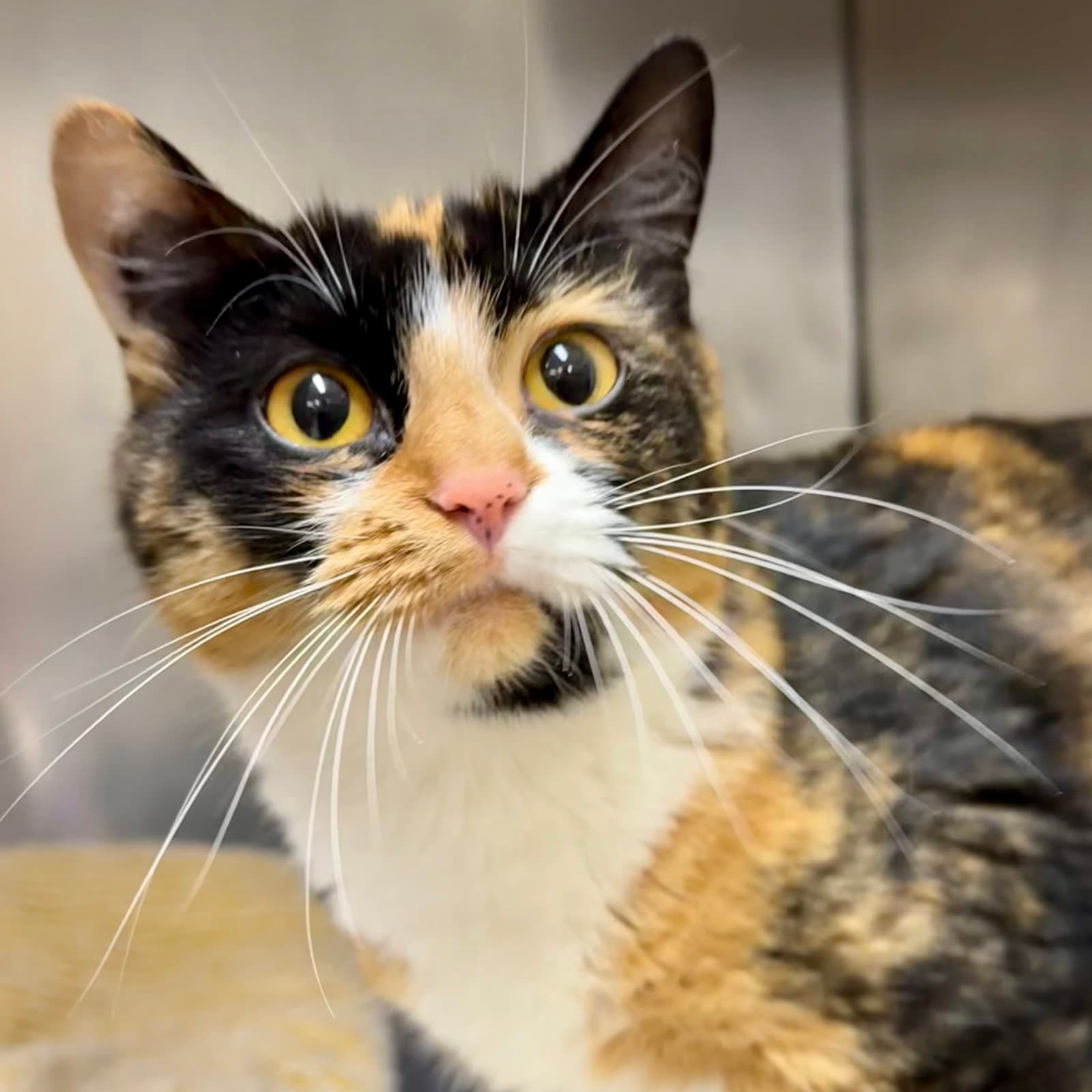Callie - Calico