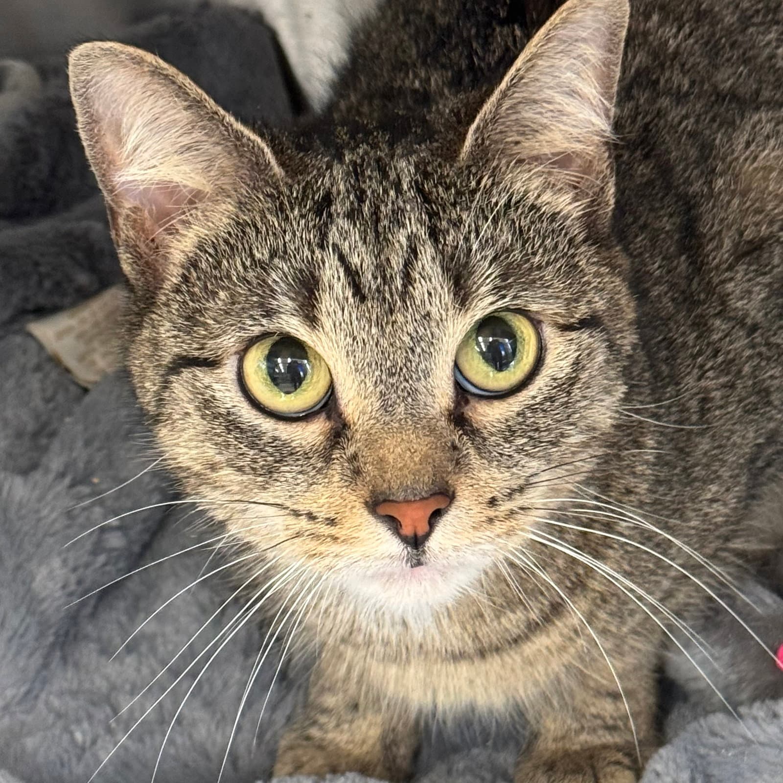 Tigress - Domestic Short Hair