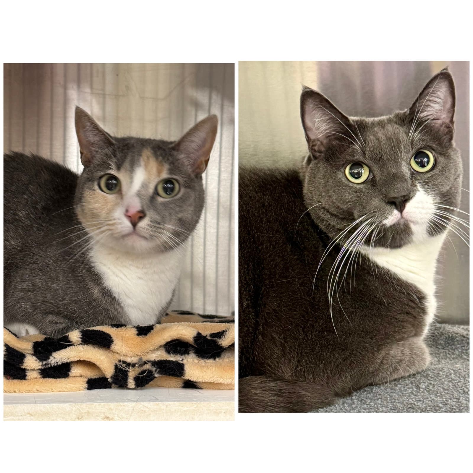 Herman And Lily - Domestic Short Hair