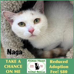 Naga image 1