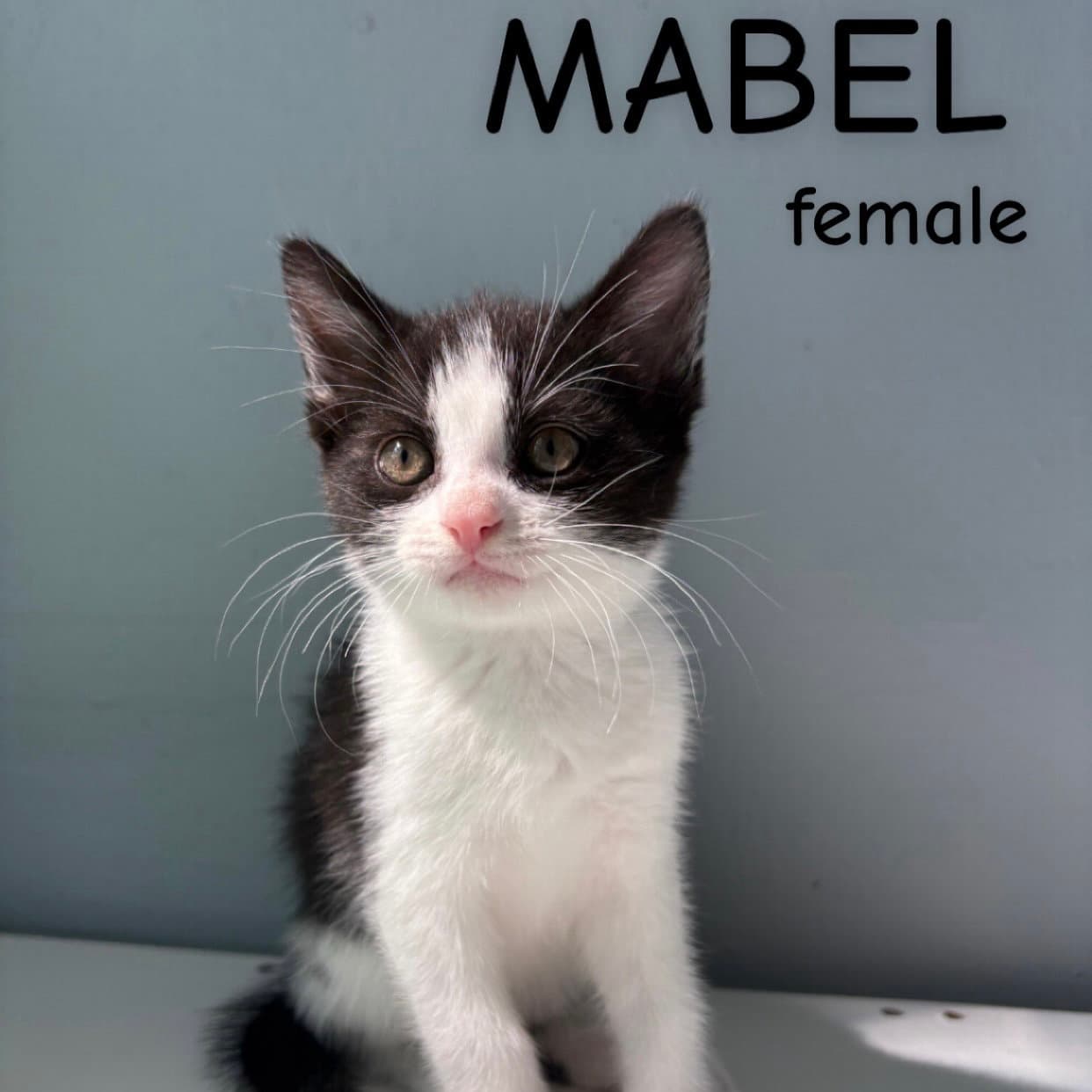 Mabel - Domestic Short Hair