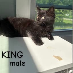 King image 1