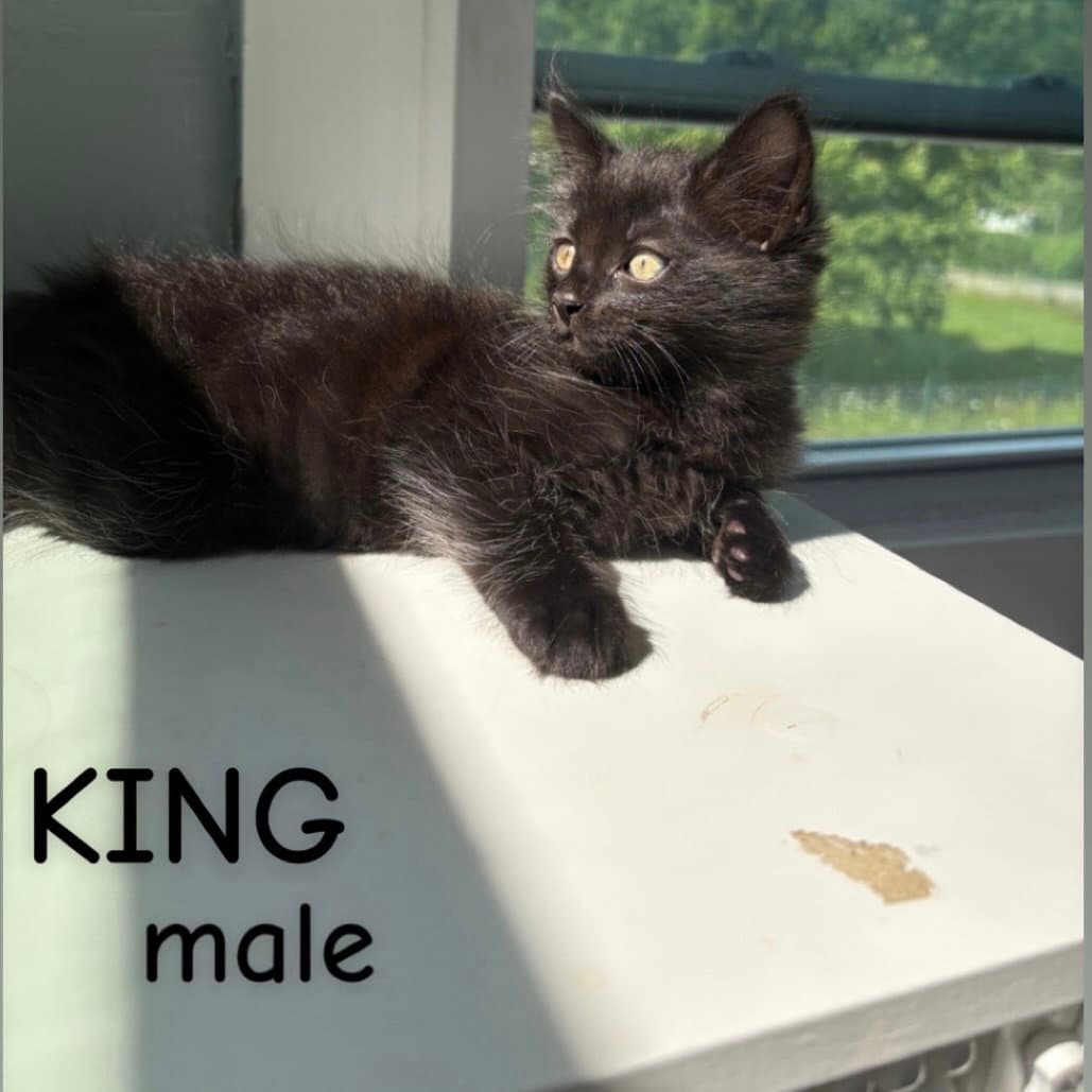 King - Domestic Long Hair