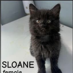 Sloane image 1