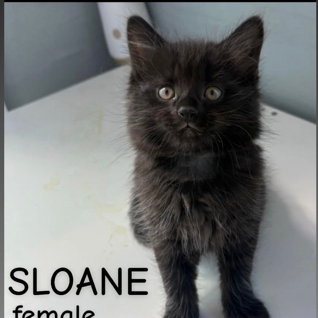 Sloane - Domestic Medium Hair