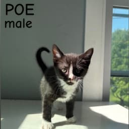 Poe image 1