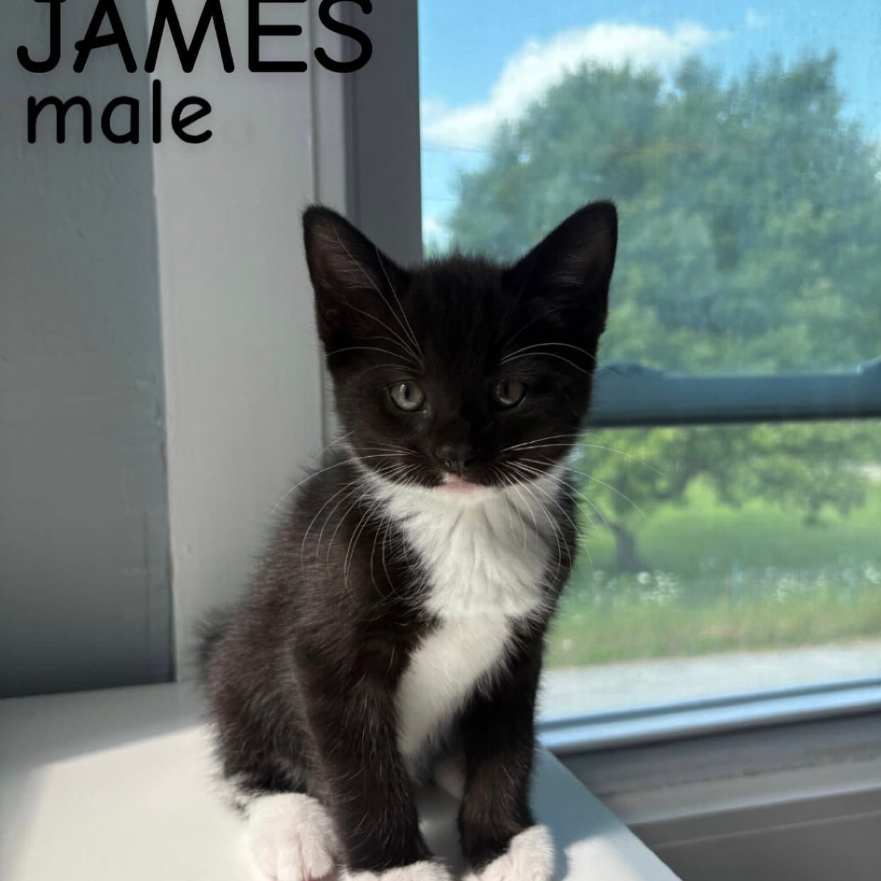 James - Domestic Short Hair